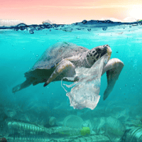 turtle in plastic pollution